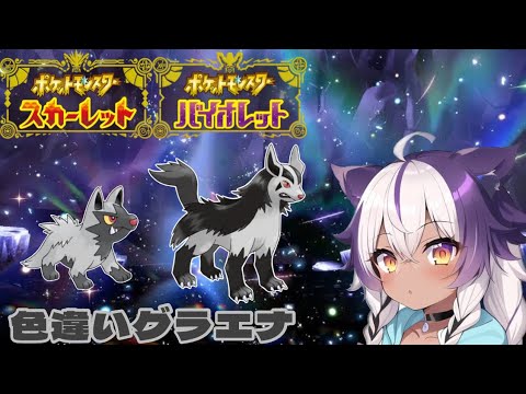 【ポケモンSV】色違いポチエナ → グラエナ【ポケットモンスタースカーレットバイオレット】