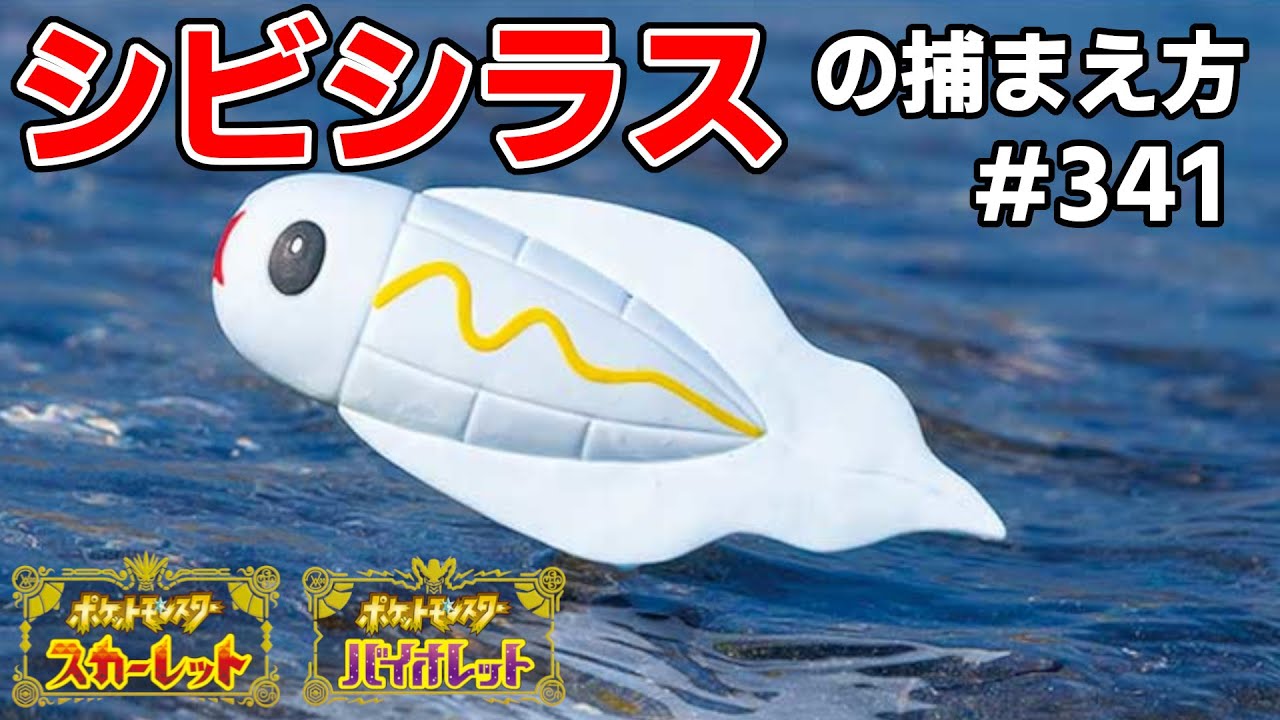 シビシラスを探している方に見てほしい動画