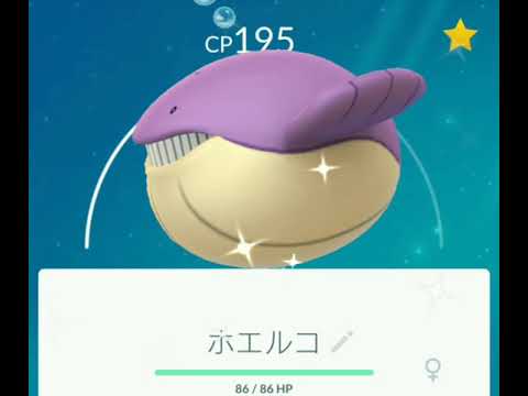 【Pokemon GO】Wailmer ホエルコ　色違い