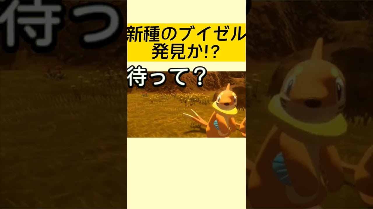 コント、新種のブイゼル発見か！？【Pokémon LEGENDS アルセウス】#shorts