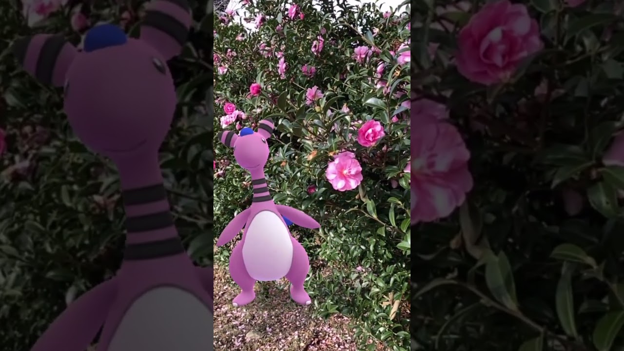 メリープ｜Mareep｜モココ｜Flaaffy｜デンリュウ｜Ampharos｜ShinyPokémon【ポケモンGO】PoKeMoN GO AR｜AR動画｜GOsnapshot｜gophotobomb