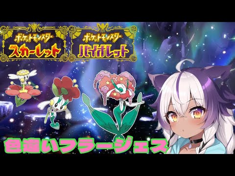 【ポケモンSV】色違いフラベベ → フラエッテ → フラージェス【ポケットモンスタースカーレットバイオレット】