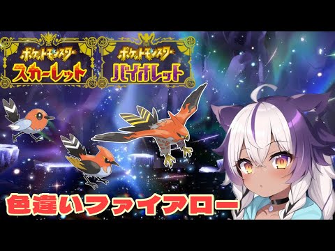 【ポケモンSV】色違いヤヤコマ → ヒノヤコマ → ファイアロー【ポケットモンスタースカーレットバイオレット】