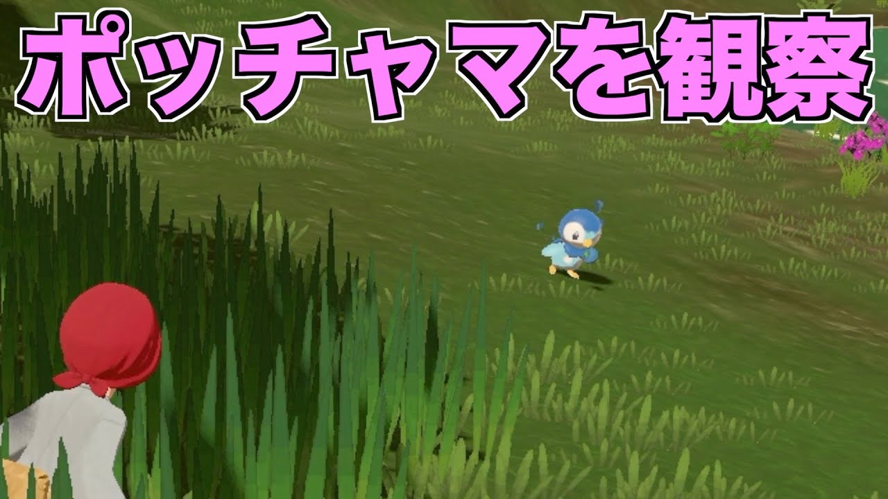 ポッチャマのエサ食べてる姿がかわいい【ポケモンレジェンズ アルセウス】