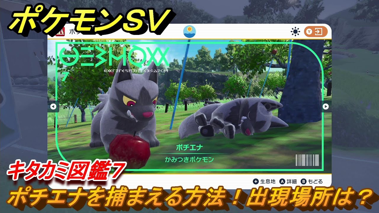 ポケモンＳＶ　ポチエナを捕まえる方法！出現場所は？　キタカミ図鑑７　ポケモン図鑑を完成させよう！　＃６０　【DLCゼロの秘宝　碧の仮面・藍の円盤】