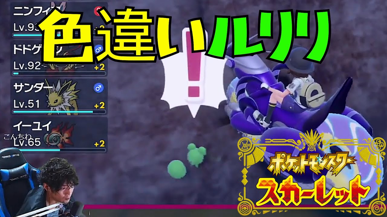 色違いルリリ【ポケモンSV】【まちょと嫁】