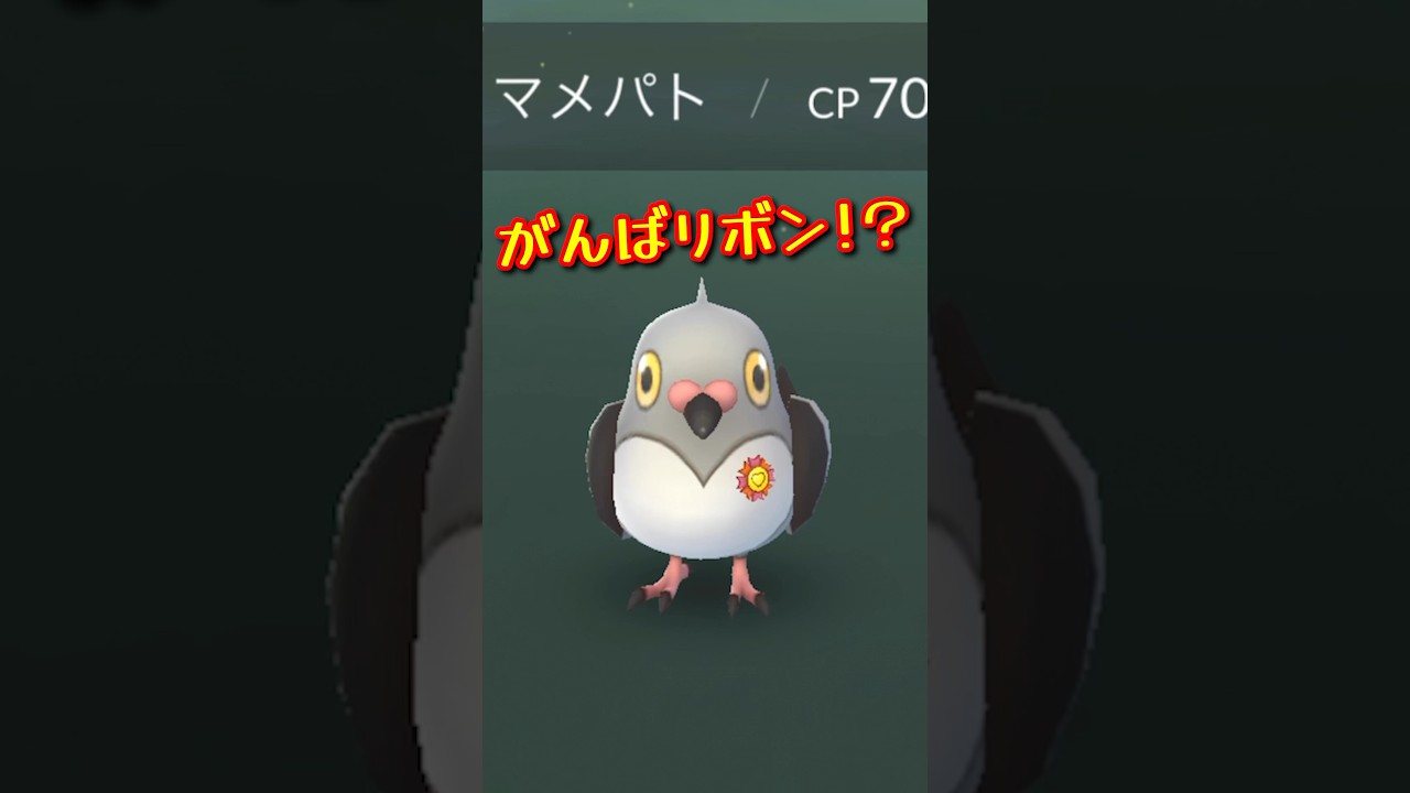 がんばリボン⁉︎ マメパトかわいい#ポケモンgo #pokemongo #がんばリボン