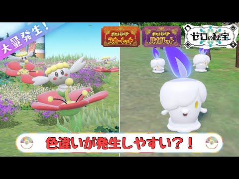 【ポケモンsv】色違い大量ゲット？？フラベベ・ヒトモシ！！