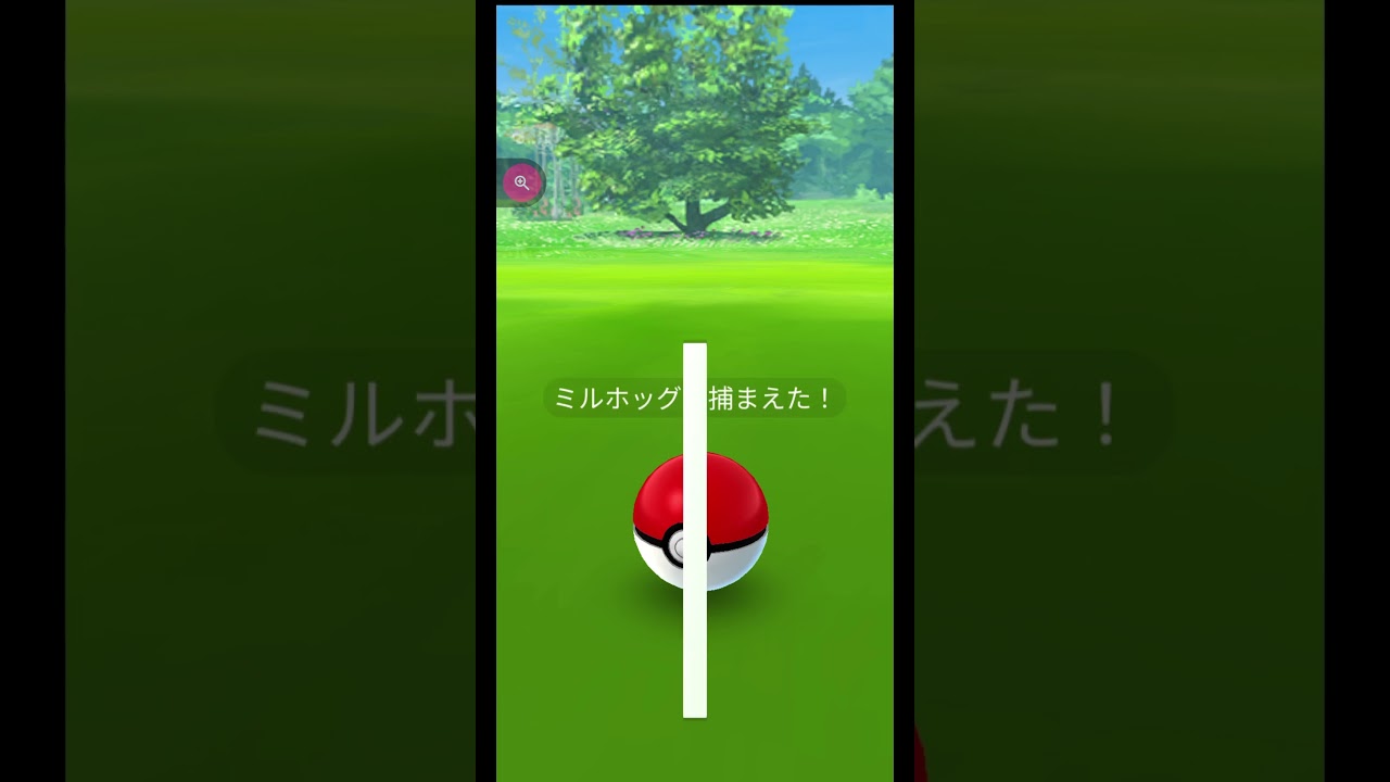＃shorts◇野生のミルホッグ【ポケモンGO】＃710