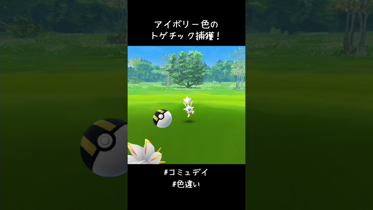 アイボリー色のトゲチック捕獲✨✨✨今年のコミュデイはフル参加できてた！なので今日はまったり参加😌#ポケモンGO #コミュデイ #色違い