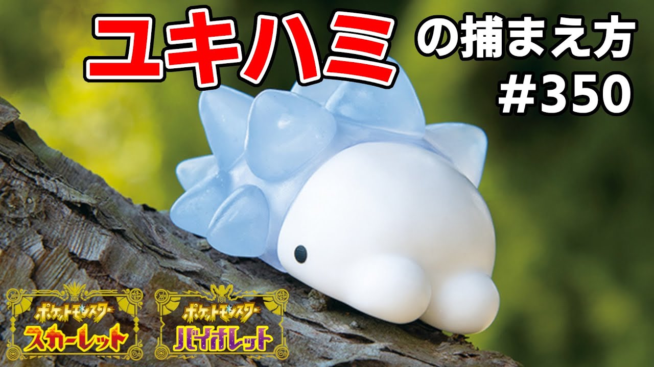 ユキハミを探している方に見てほしい動画