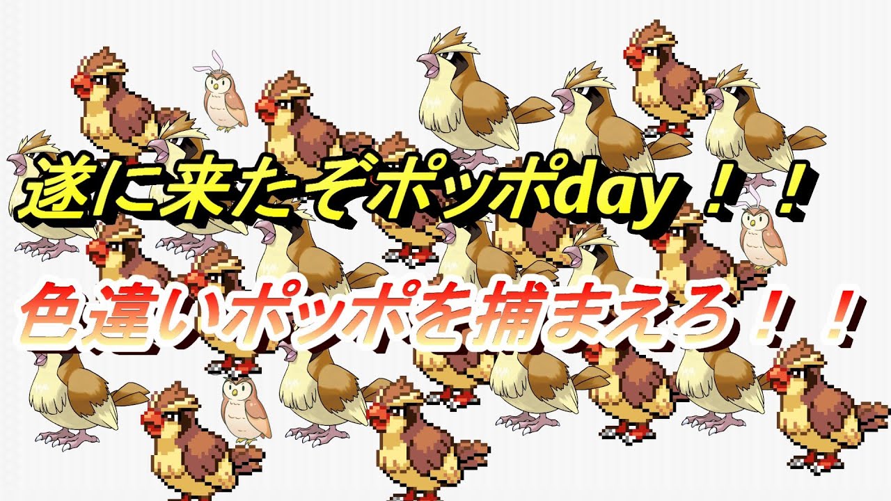 【ポケモンSP】ポッポdayだから配信します！！色違い見つける！編集とか知らんねん！！