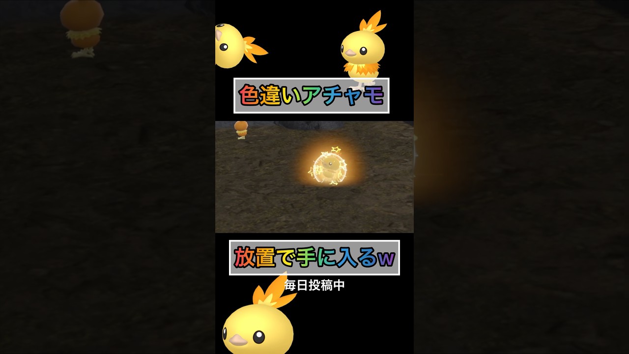放置してるだけなのに色違いアチャモが手に入るw 【#ポケモンsv 】
