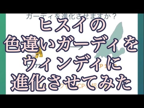 【ポケモンGO】ヒスイの色違いガーディをウィンディに進化させてみた #shorts
