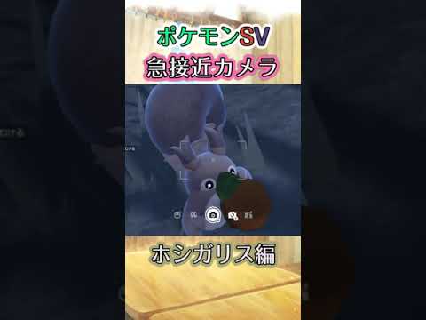 【ポケモンSV】ホシガリスが木の実をﾓｸﾞﾓｸﾞ食べているだけの動画 #ポケモン #ポケモンsv #ホシガリス #shorts
