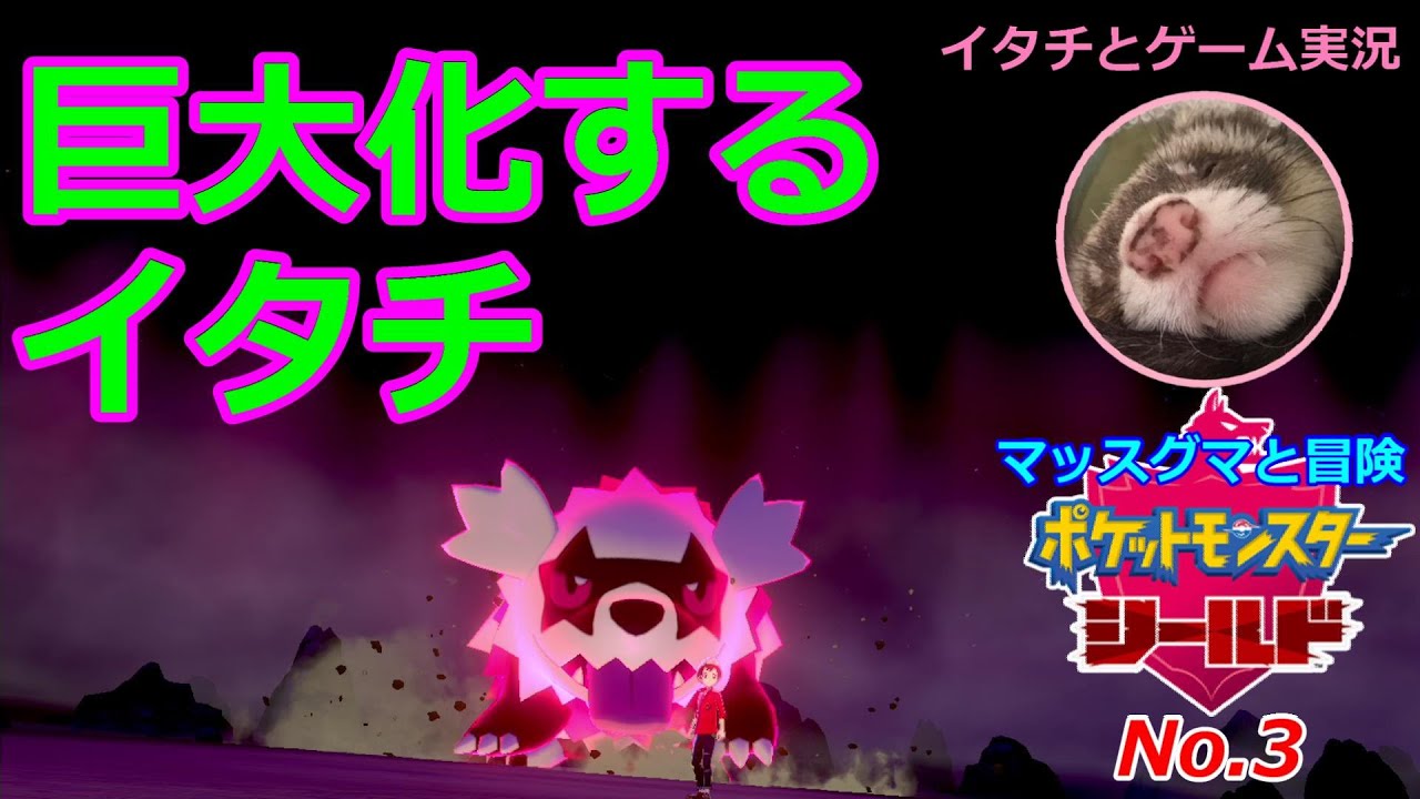 【ポケモン盾】マッスグマと冒険No.3【キャンプとカレーと大怪獣】