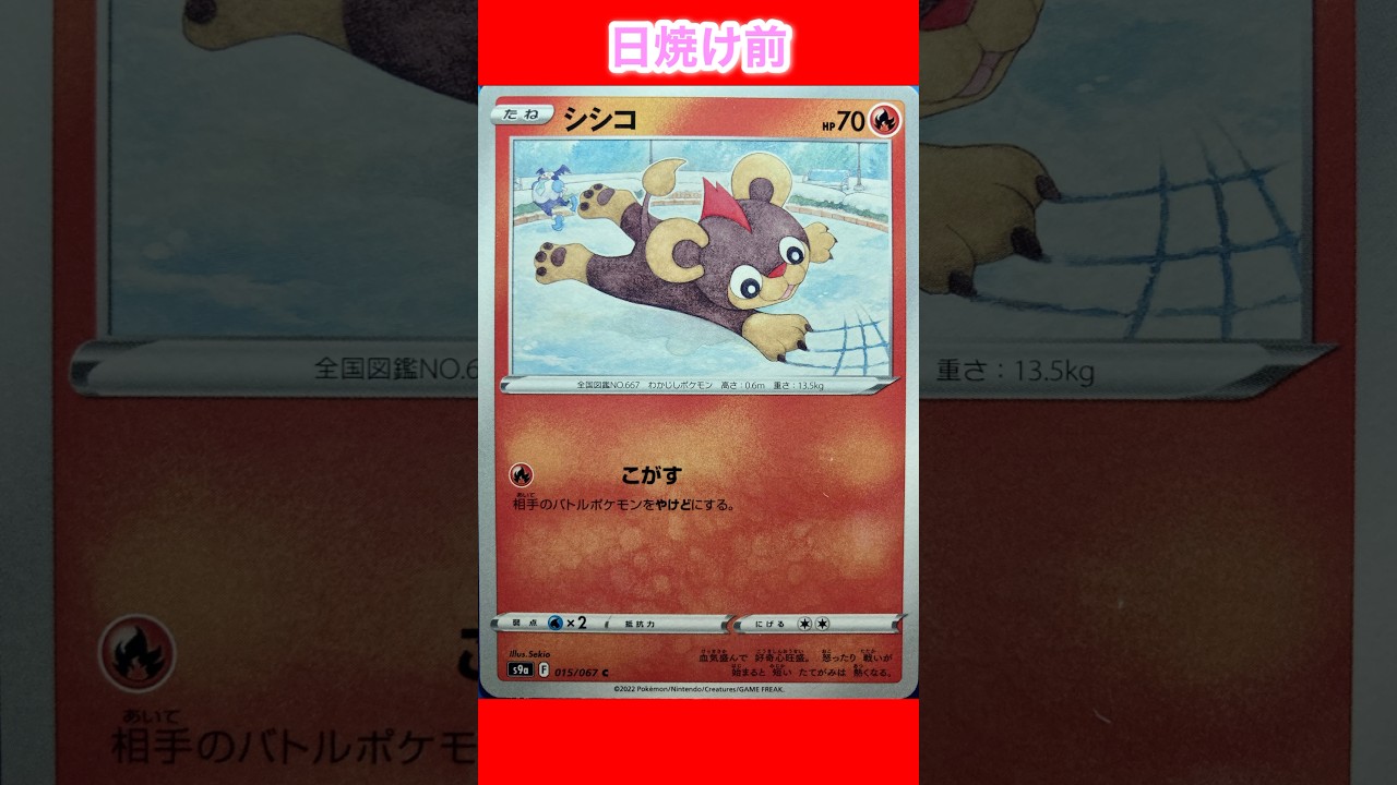 シシコの日焼けポケカ