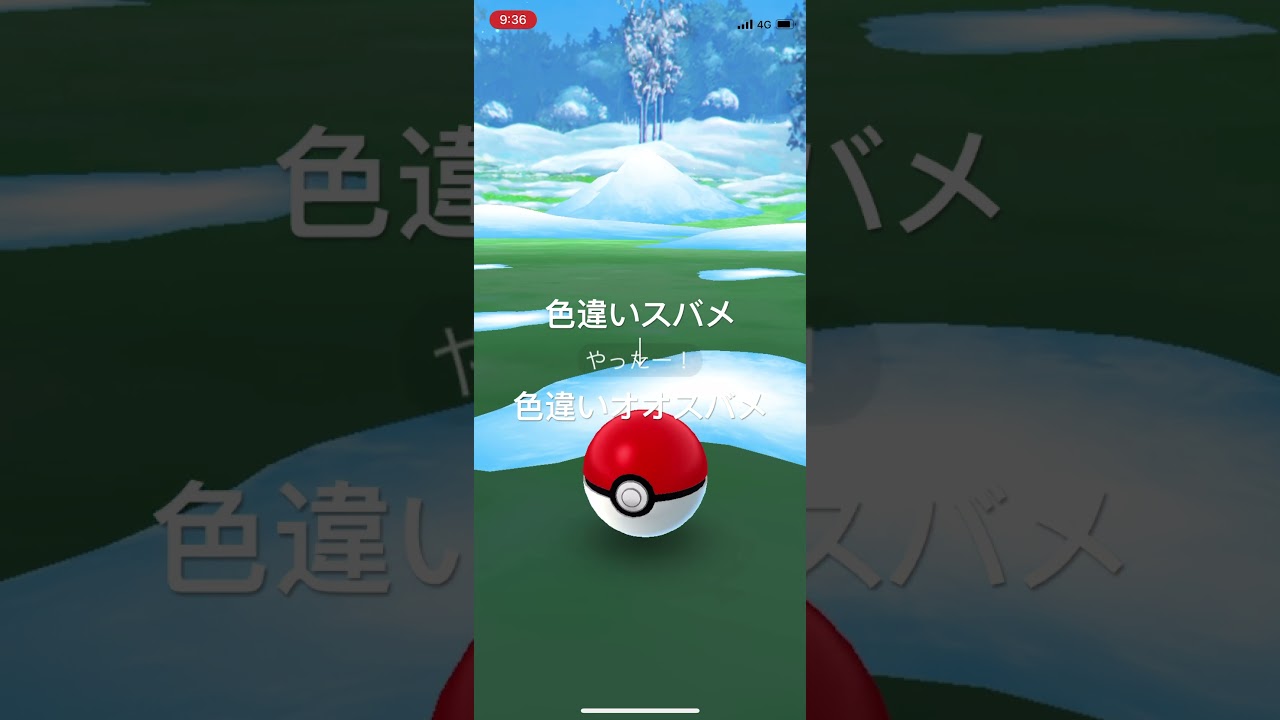 ポケモンGO 色違いスバメ出現！色違いオオスバメへ進化！ #pokémon #ポケモン