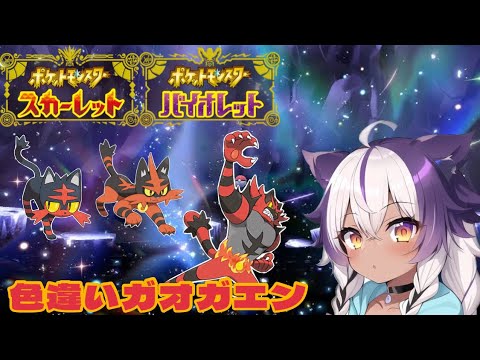 【ポケモンSV】色違いニャビー → ニャヒート → ガオガエン【ポケットモンスタースカーレットバイオレット】