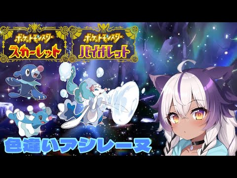 【ポケモンSV】色違いアシマリ → オシャマリ → アシレーヌ【ポケットモンスタースカーレットバイオレット】