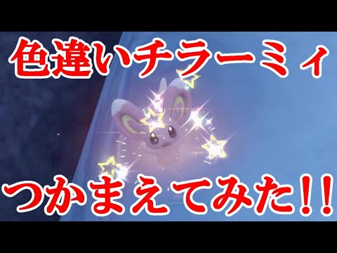 【ポケモンSV】色違いチラーミィつかまえてみた！！