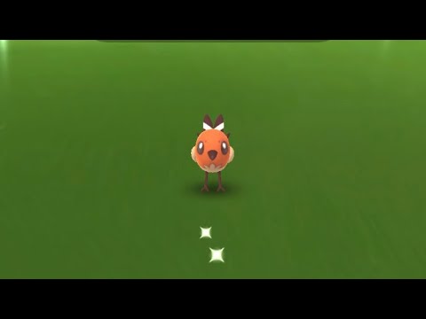 【ポケモンGO】ヤヤコマ色違いゲットの瞬間！ #shorts