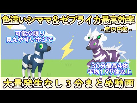 藍の円盤 色違いシママ＆ゼブライカ最高効率３分まとめ 30分最高4体平均1.97体以上#ポケモンsv #最高効率 #色違い #シママ #ゼブライカ #大量発生なし #藍の円盤