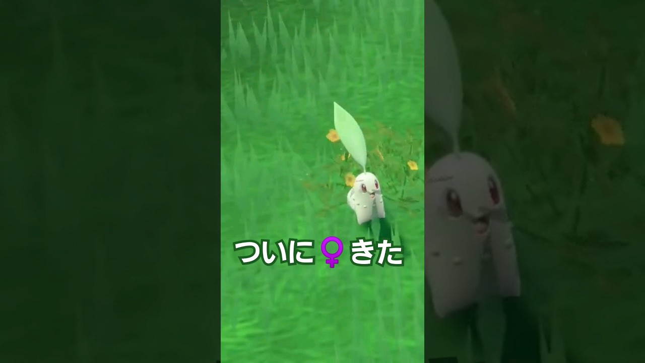 【ポケモンsv】なかなかチコリータ♀️見つからなかったけどやっと見つけてゲット✨ #ポケモンsv #藍の円盤 #ゼロの秘宝