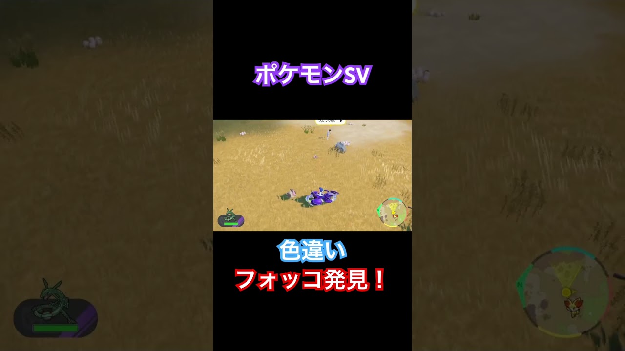 【ポケモンSV】色違いフォッコ発見！#ポケモン #ポケモンsv #pokemon #shorts