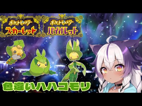 【ポケモンSV】色違いクルミル → クルマユ → ハハコモリ【ポケットモンスタースカーレットバイオレット】