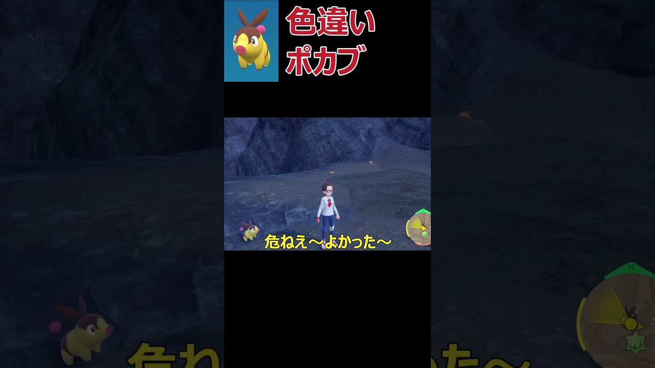 色違いポカブ捕まえるのムズイ【ポケモンSV】#shorts  #ポケモンsv #ポケモンスカーレットバイオレット