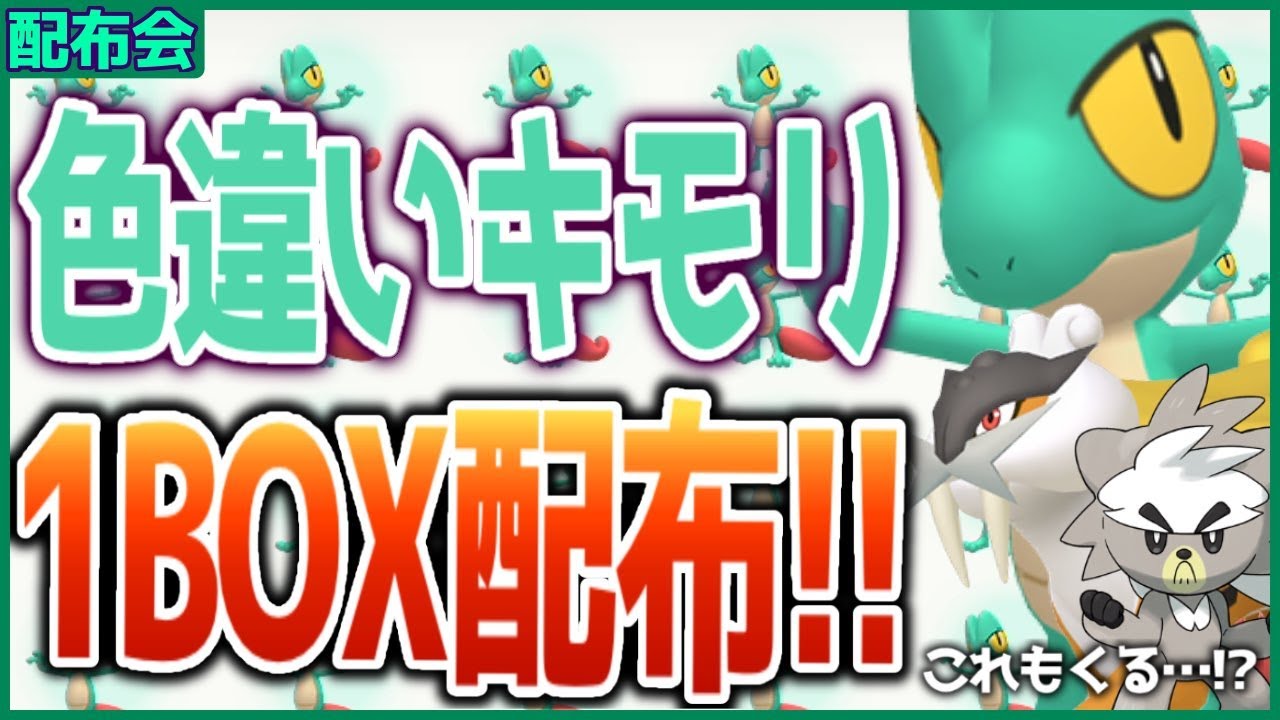 色違いキモリ１BOX配布会！！色違いライコウ＆ダクマもきた！概要欄必読！！ 【ポケモンSV スカーレット バイオレット】