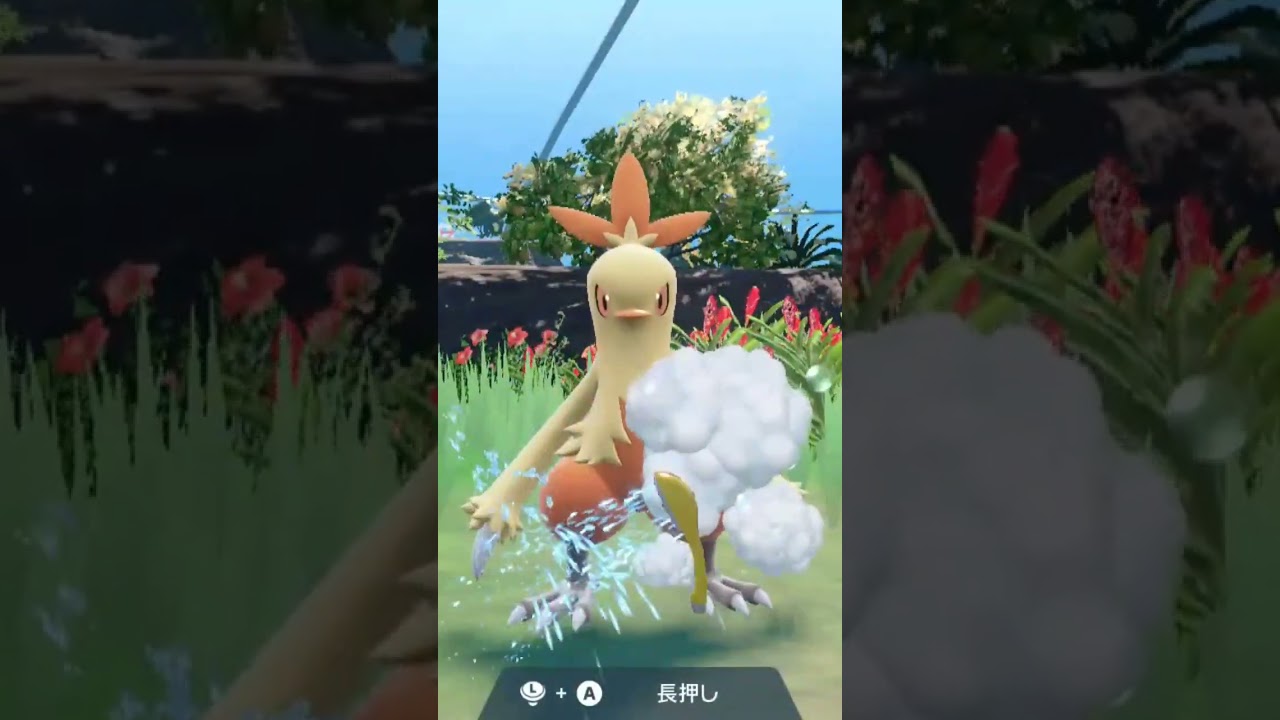 ワカシャモ Combusken【ポケモンsv】