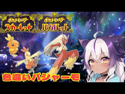 【ポケモンSV】色違いアチャモ → ワカシャモ → バシャーモ【ポケットモンスタースカーレットバイオレット】