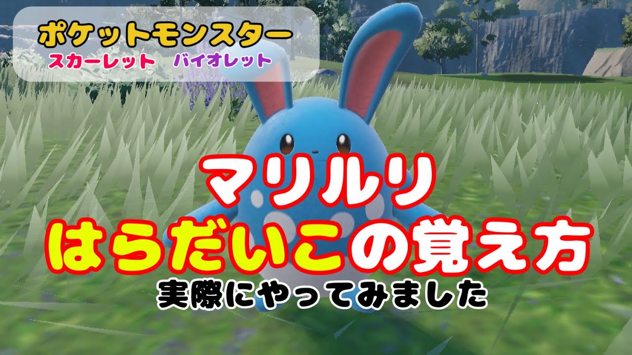 マリルリ はらだいこの覚え方【ポケモンSV】【スカーレットバイオレット】 #ポケットモンスタースカーレットバイオレット  #ポケモンsv  #ハリテヤマ #マクノシタ #ものまねハーブ
