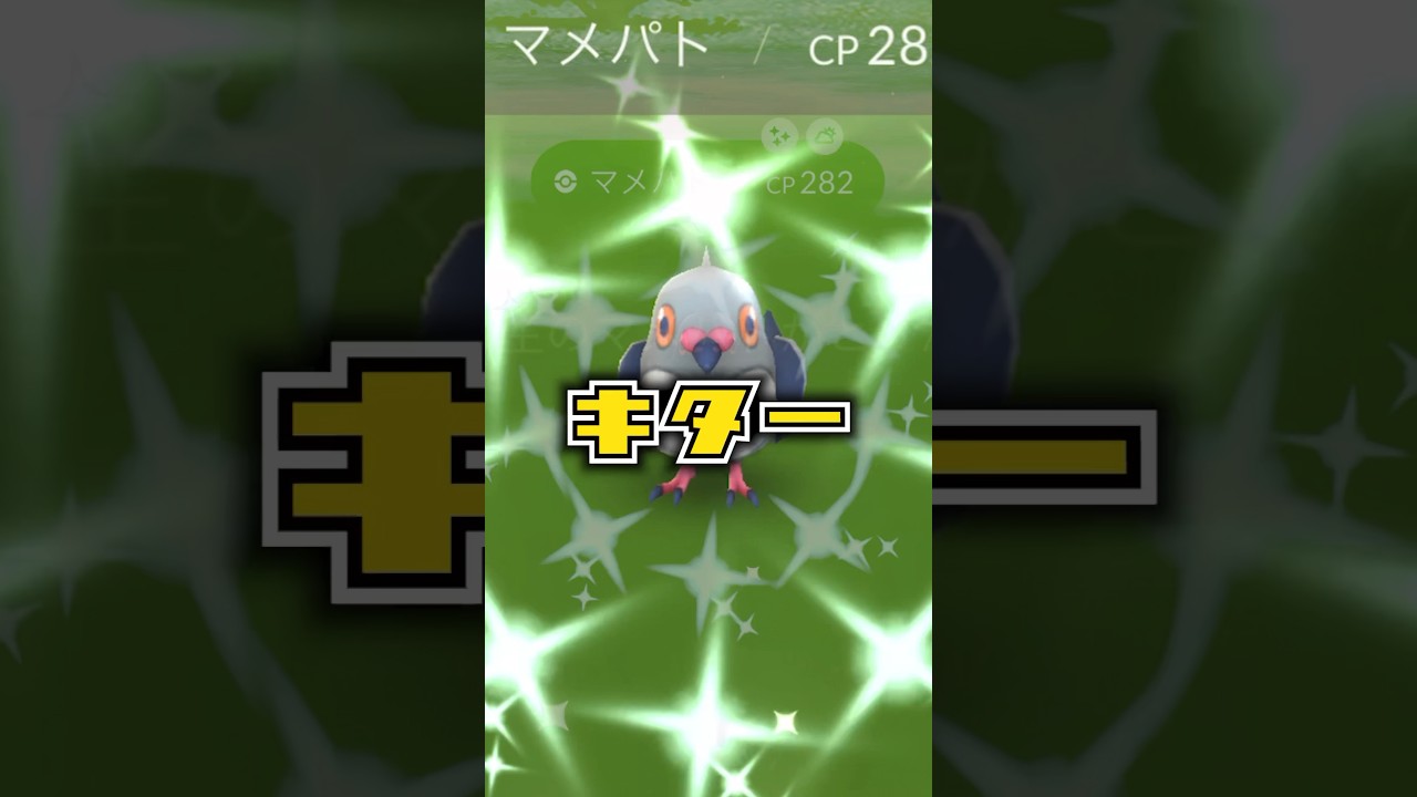 【ポケモンGO】色違いマメパトは…薄かった。 #ポケモンgo #pokemongo