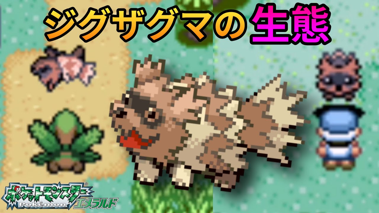 ジグザグマの生態【ポケモンエメラルド】
