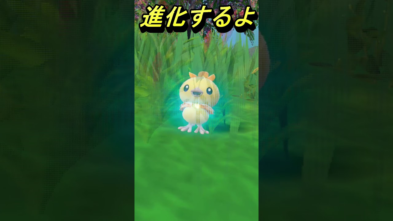 【ポケモンsv】藍の円盤で御三家色違い！アチャモ(バシャーモ)
