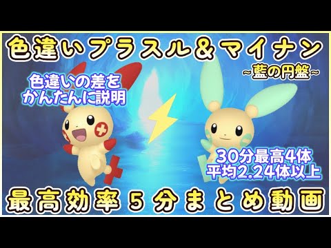色違いプラスル＆マイナン最高効率5分まとめ目標数別に説明最高4体平均2.24体#ポケモンsv #最高効率 #色違い #プラスル ＃マイナン #藍の円盤