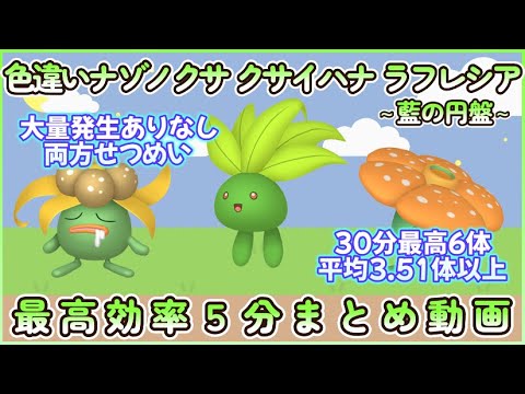 色違いナゾノクサ＆クサイハナ＆ラフレシア最高効率4分まとめ最高６体平均3.51体#ポケモンsv #最高効率 #色違い #ナゾノクサ #クサイハナ ＃ラフレシア #藍の円盤 #大量発生ありなし説明
