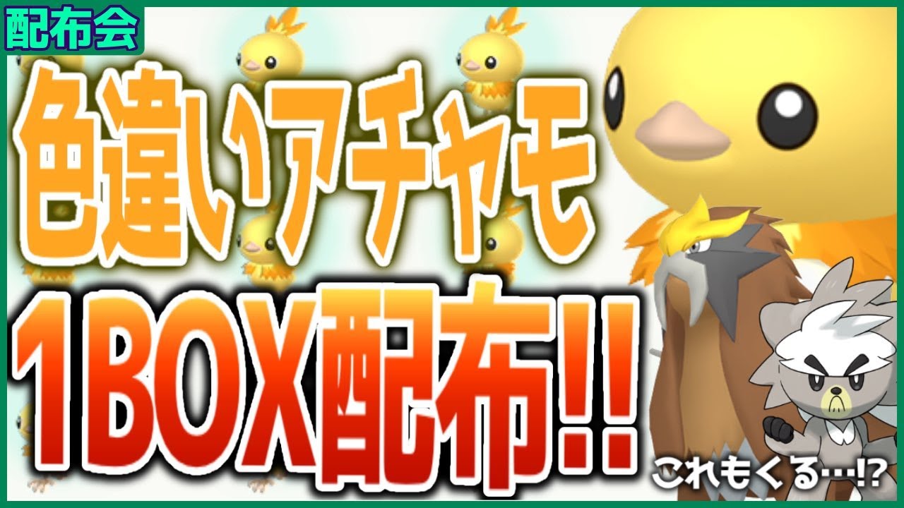 色違いアチャモ１BOX配布会！！色違いエンテイ＆ダクマもきた！概要欄必読！！ 【ポケモンSV スカーレット バイオレット】