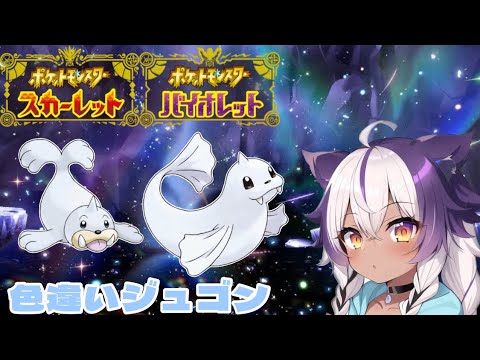 【ポケモンSV】色違いパウワウ → ジュゴン【ポケットモンスタースカーレットバイオレット】