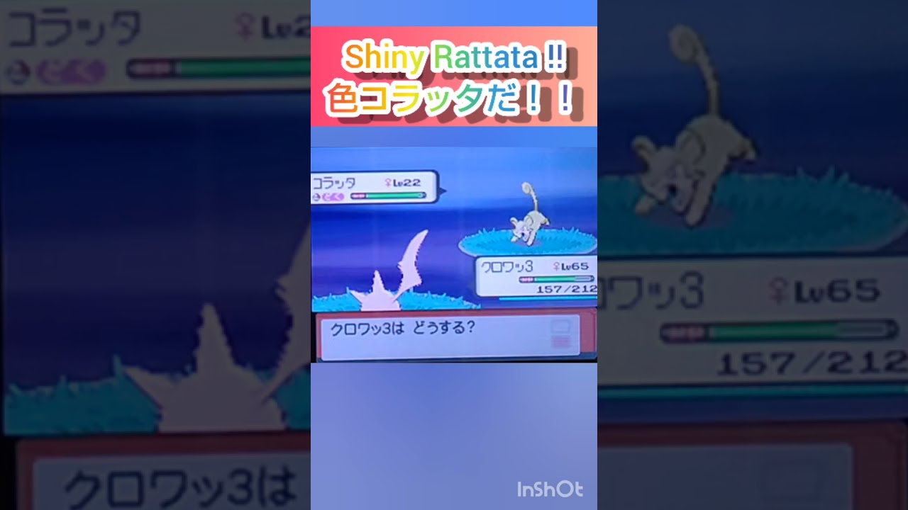 【ポケモンDP】色違い捕獲日記　42日目　コラッタ　【PokémonDP】The diary Capturing shiny Pokémon's　Day42　Rattata　#shorts