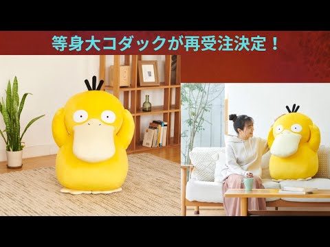 ぬいぐるみ 等身大コダックの再受注について紹介！【ポケモン】