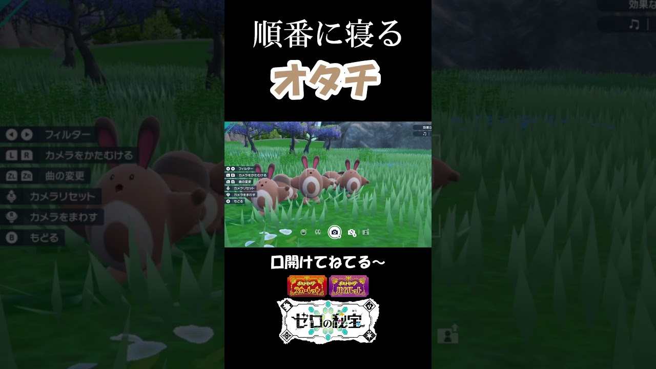 順番に寝るオタチ『ポケモンSV』 #ポケモンsv #ポケモン #ゼロの秘宝 #碧の仮面  #shorts