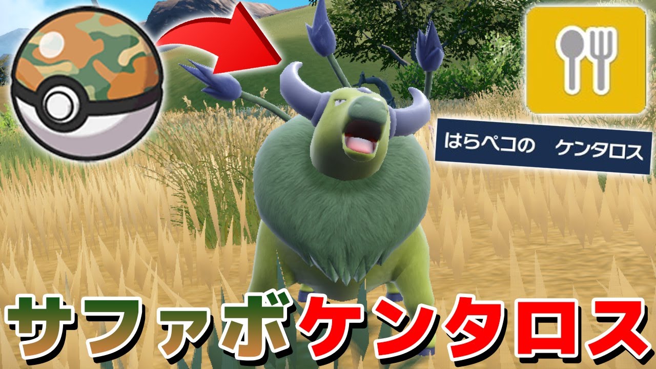 サファリボールの有効な使い方 - 証もち色違いケンタロス【ポケモンSV 藍の円盤】