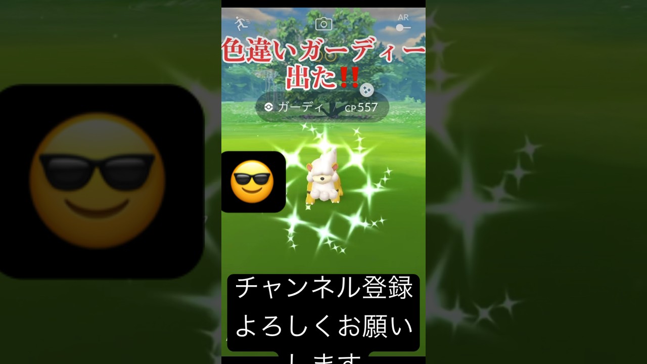 【激レア】Hガーディーの色違いGET‼️#ポケモンgo #ポケモンsv #スーパーリーグ #pokemon #gbl #ウィンディ#ガーディー#色違い #shiny #ヒスイ地方