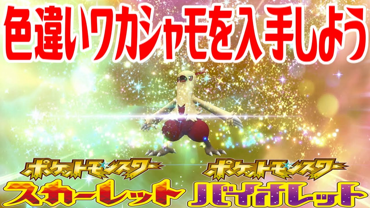 【ポケモンSV】色違いワカシャモを入手しよう 進化入手【ポケットモンスター スカーレット・バイオレット ゼロの秘宝 藍の円盤】Pocket Monsters