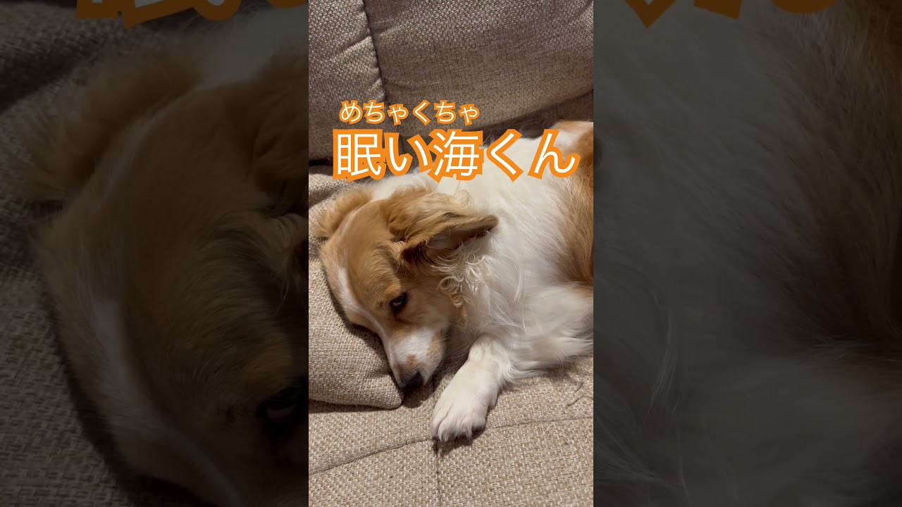 枕を使う犬。#犬のいる暮らし #dog #チワックス #ポケモン #ワンパチ