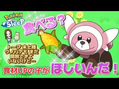 【ポケスリ】ラピス上陸まで待てない！食材確率UPのヌイコグマ来い！ワカクサコーン🌽レシピつくりたい♪